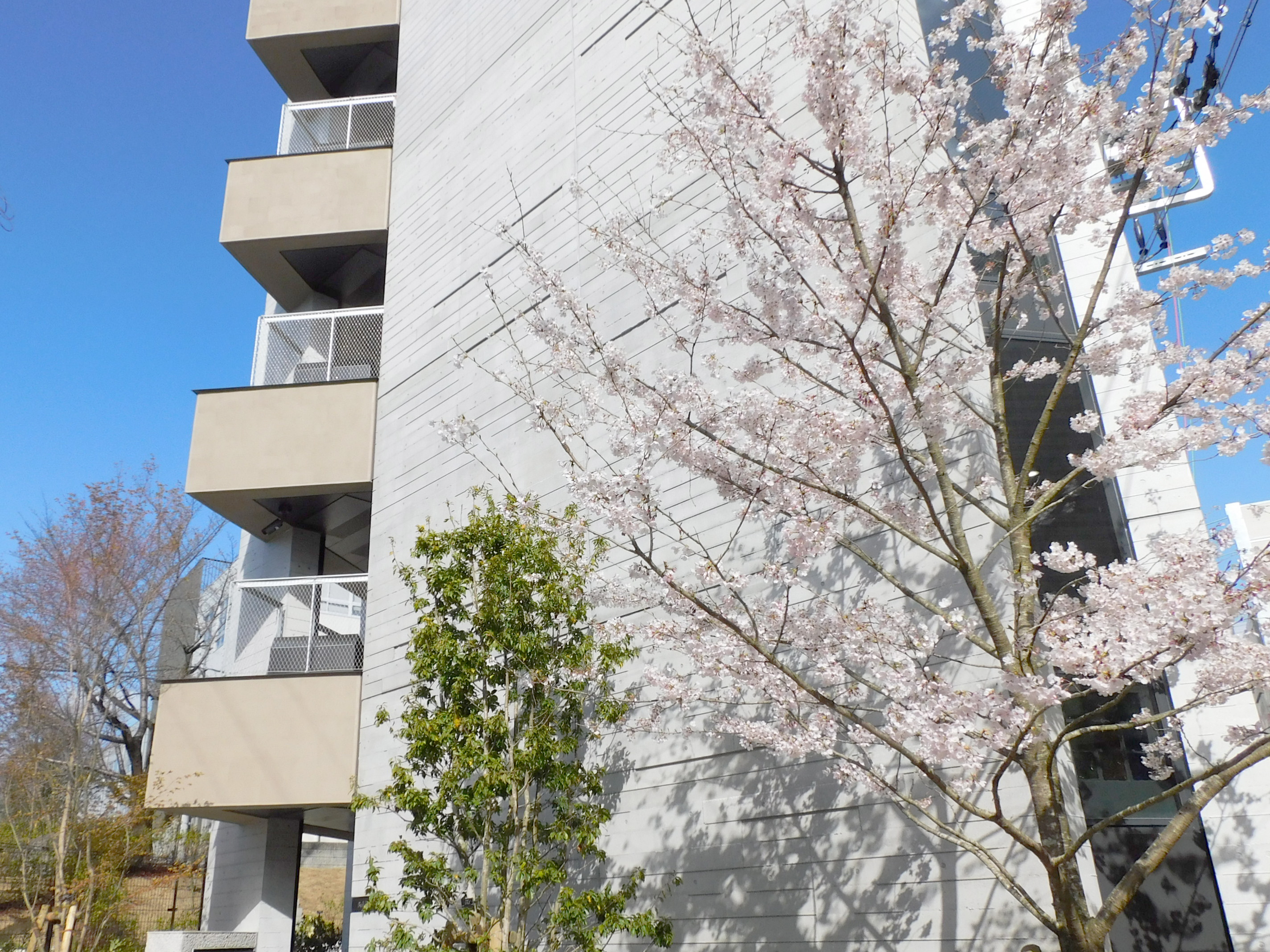 Viewpoint overlooking the cherry blossoms